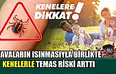 Havaların ısınmasıyla birlikte kenelerle temas riski arttı