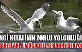 İnci Kefalinin Zorlu Yolculuğu Martılarla Mücadeleye Sahne Oluyor