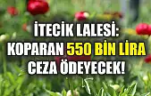 İtecik Lalesi: Koparan 550 Bin Lira Ceza Ödeyecek!