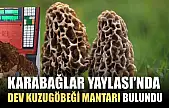 Karabağlar Yaylası'nda dev kuzugöbeği mantarı bulundu