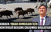 Karaca: Yaban domuzları için kontrollü besleme çalışması başlatıldı