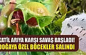Katil arıya karşı savaş başladı! Doğaya özel böcekler salındı
