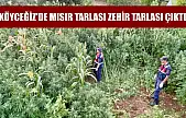 Köyceğiz'de mısır tarlası zehir tarlası çıktı