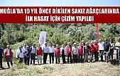 Muğla'da 10 yıl önce dikilen sakız ağaçlarında ilk hasat için çizim yapıldı