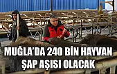 Muğla'da 240 bin hayvan şap aşısı olacak