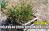 Muğla'da bu çiçeği koparmanın cezası 387 bin TL