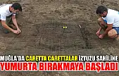 Muğla'da caretta carettalar İztuzu sahiline yumurta bırakmaya başladı