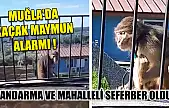 Muğla'da kaçak maymun alarmı jandarma ve mahalleli seferber oldu