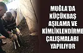 Muğla'da küçükbaş aşılama ve kimliklendirme çalışmaları yapılıyor