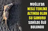 Muğla'da nesli tehlike altında olan su samuru sahilde ölü bulundu