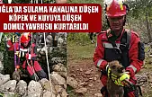 Muğla'da sulama kanalına düşen köpek ve kuyuya düşen domuz yavrusu kurtarıldı