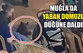 Muğla'da Yaban domuzu düğüne daldı