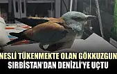 Nesli tükenmekte olan gökkuzgun Sırbistan'dan Denizli'ye uçtu