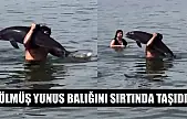 Ölmüş yunus balığını sırtında taşıdı