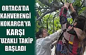 Ortaca'da Kahverengi Kokarca'ya karşı tuzaklı takip başladı