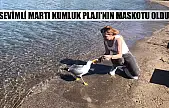 Sevimli martı Kumluk Plajı'nın maskotu oldu