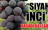 'Siyah İnci' hasadı başladı