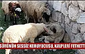 Sürünün sessiz koruyucusu, kalpleri fethetti