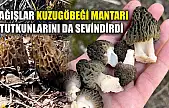 Yağışlar kuzugöbeği mantarı tutkunlarını da sevindirdi