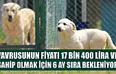 Yavrusunun fiyatı 17 bin 400 lira ve sahip olmak için 6 ay sıra bekleniyor
