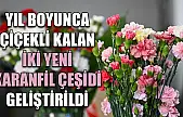 Yıl boyunca çiçekli kalan iki yeni karanfil çeşidi geliştirildi