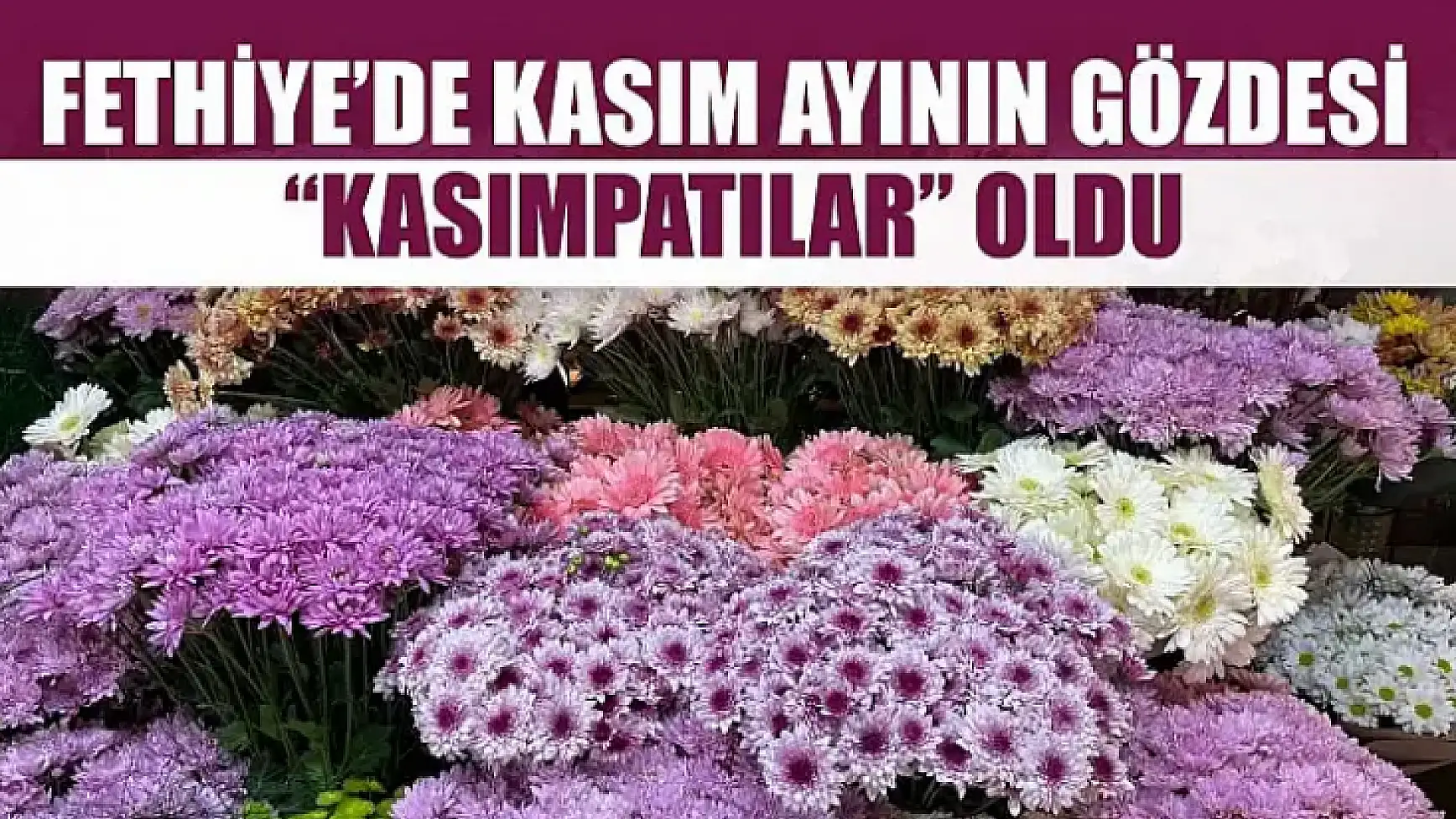 Fethiye'de Kasım ayının gözdesi 'Kasımpatılar' oldu