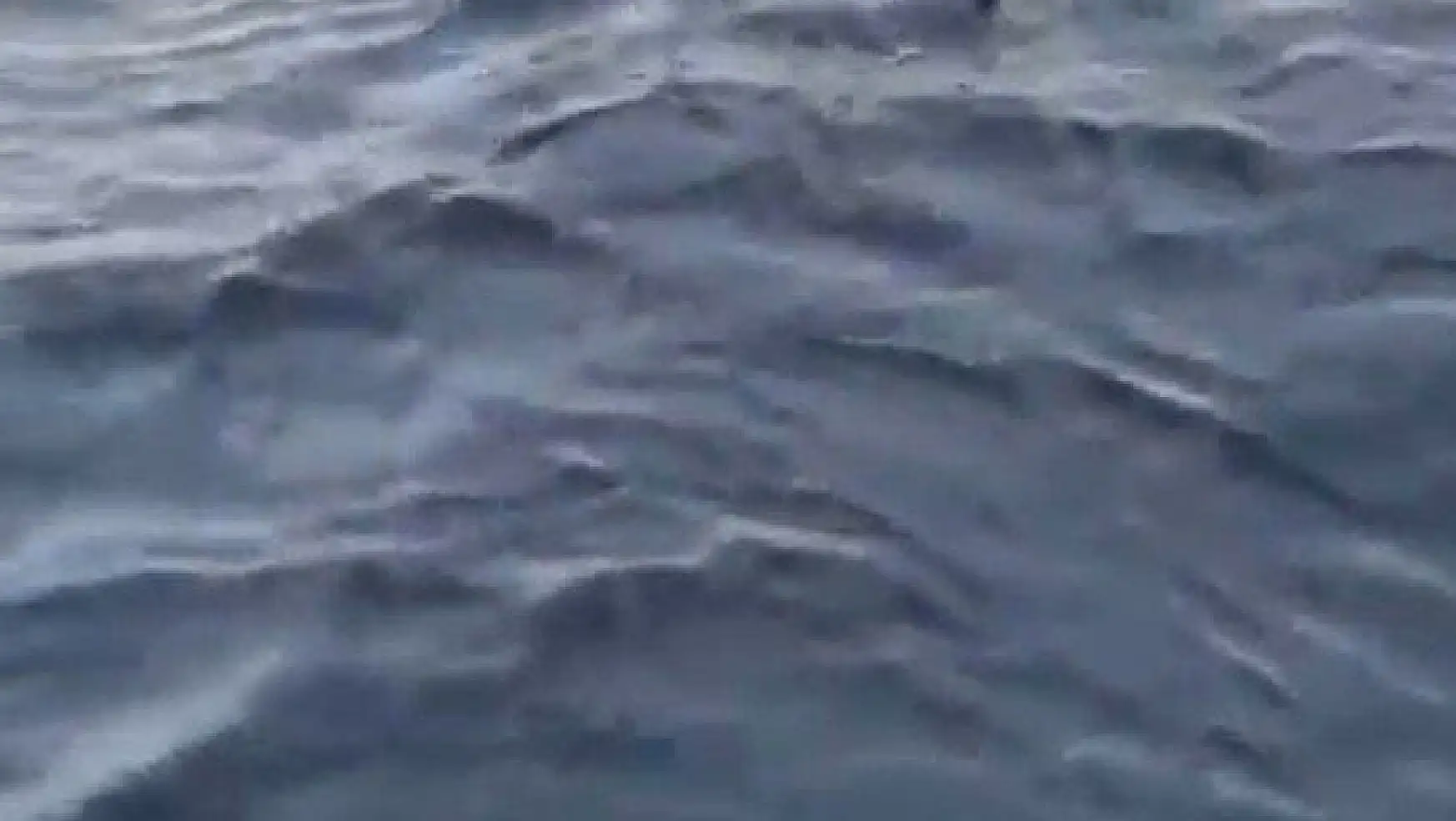 Bodrum'da dev köpek balığı görüntülendi (video)