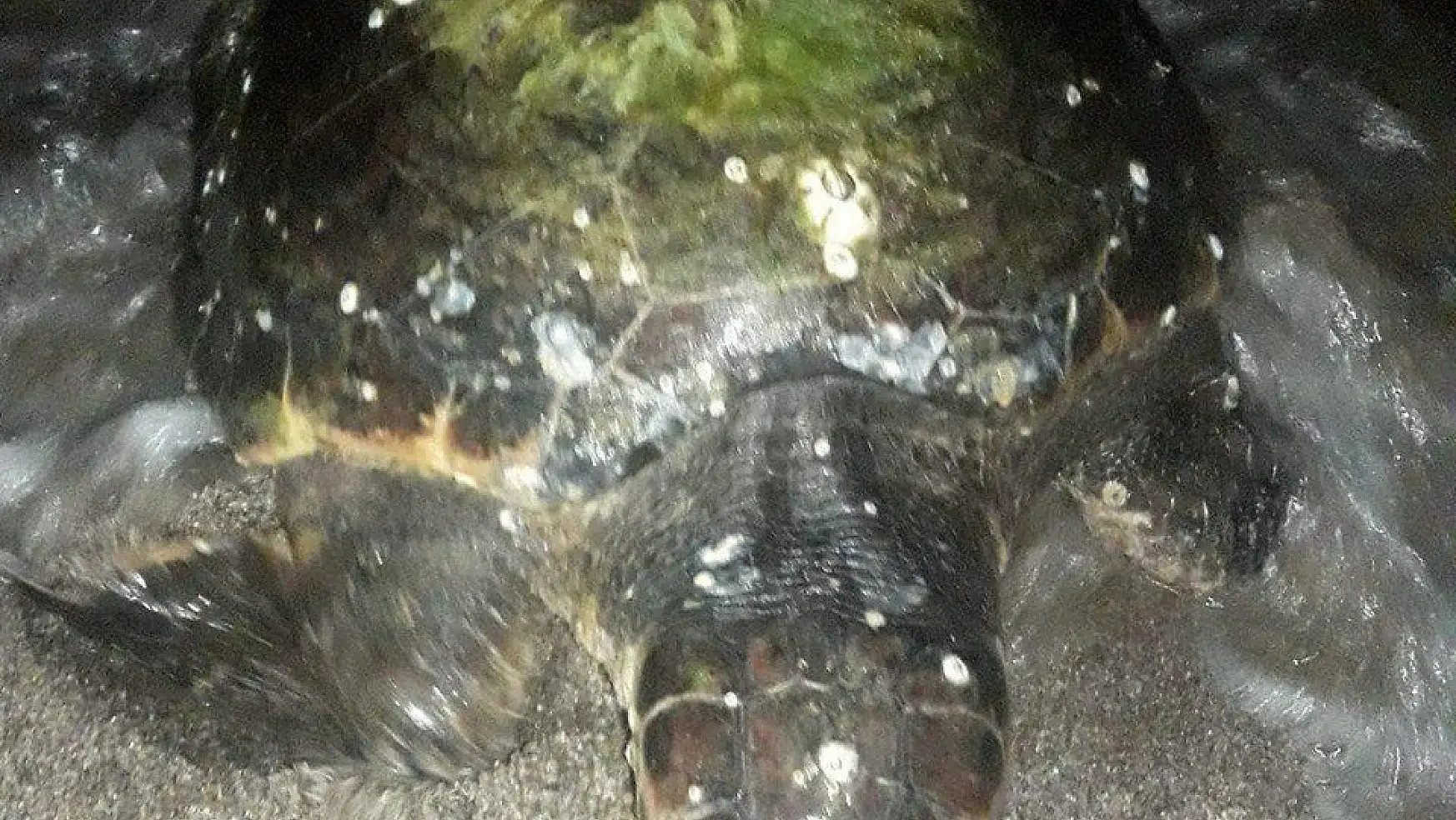 Deniz üstünde minder sandığı cisim 45 kiloluk dev deniz kaplumbağası çıktı