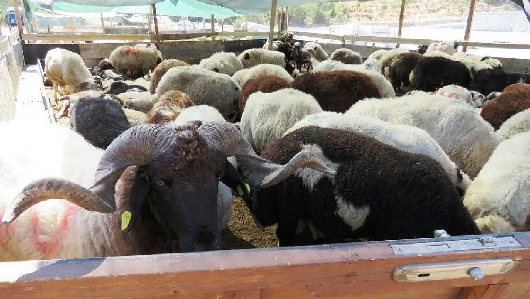 Bodrum'da hayvan satış ve kesim yerleri belirlendi