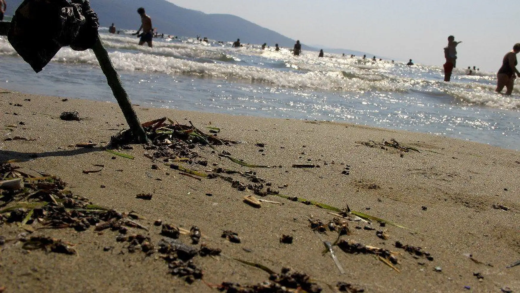 Muğla'da binlerce bal arısı telef olarak sahile vurdu