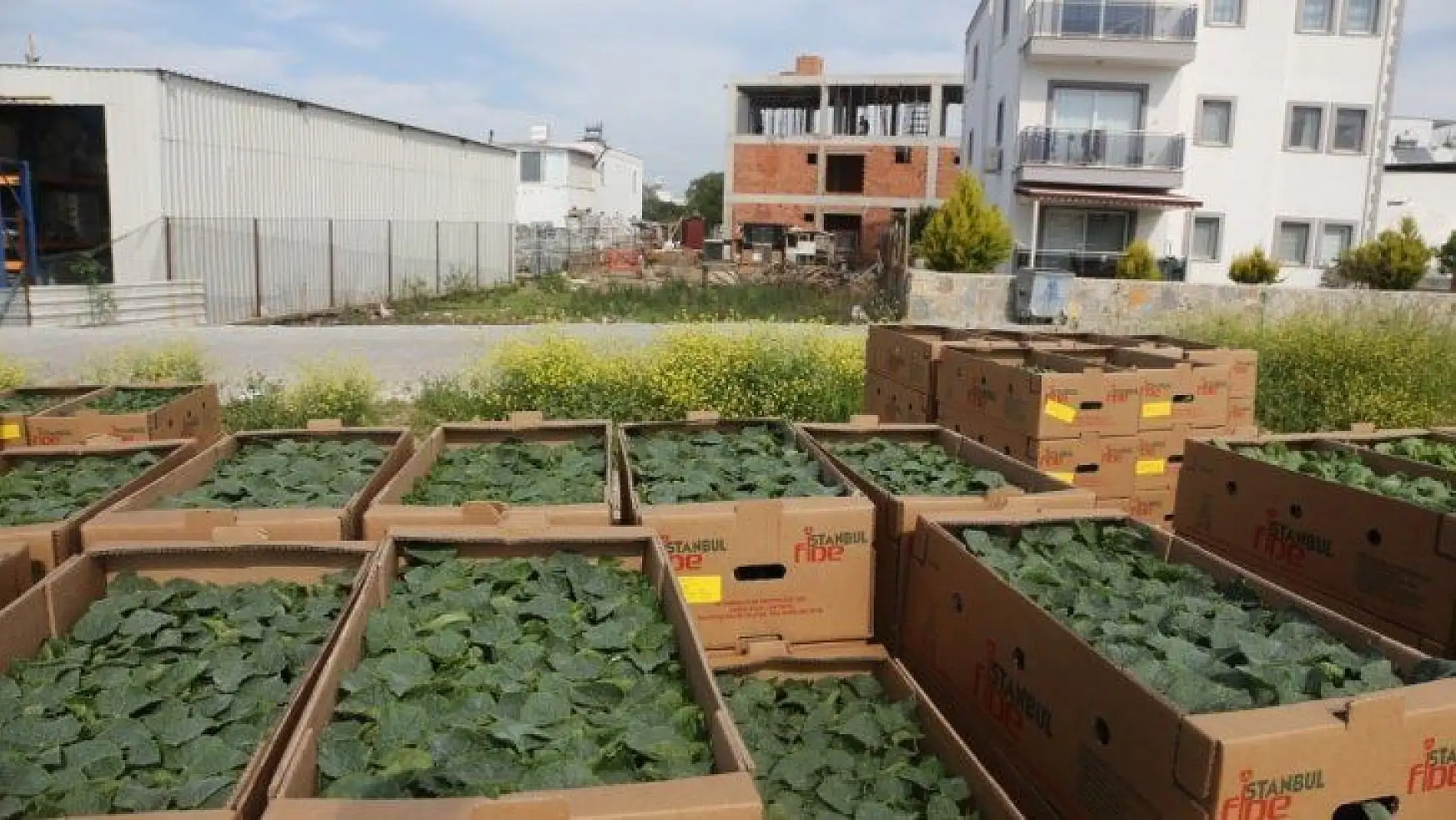 Bodrum Belediyesi korona tarım acil eylem planında ilk adımı attı