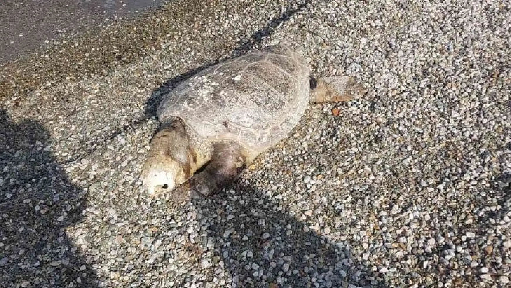 Bodrum'da ölü deniz kaplumbağası sahile vurdu