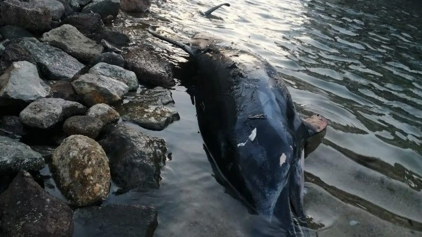 Bodrum'da sahile vuran ölü yunus balığı ekipleri harekete geçirdi