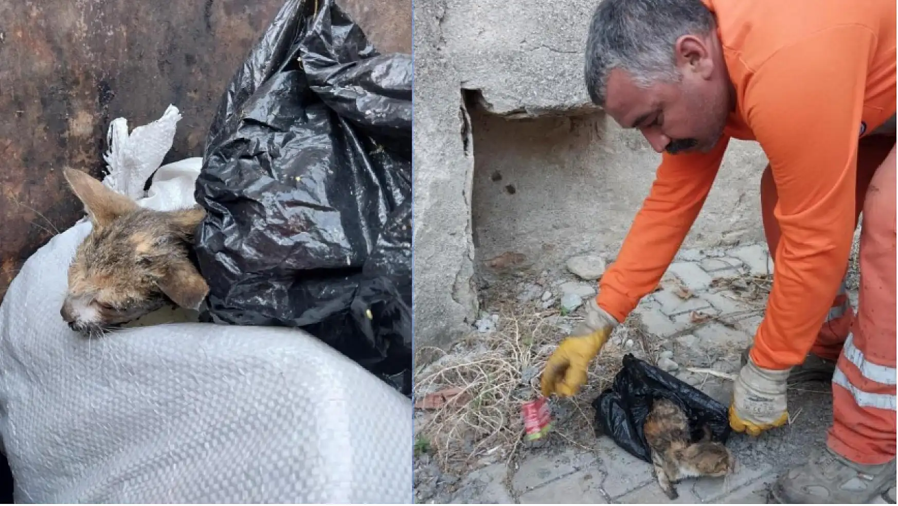 Çöpe atılan kedi yavrusu kurtarıldı
