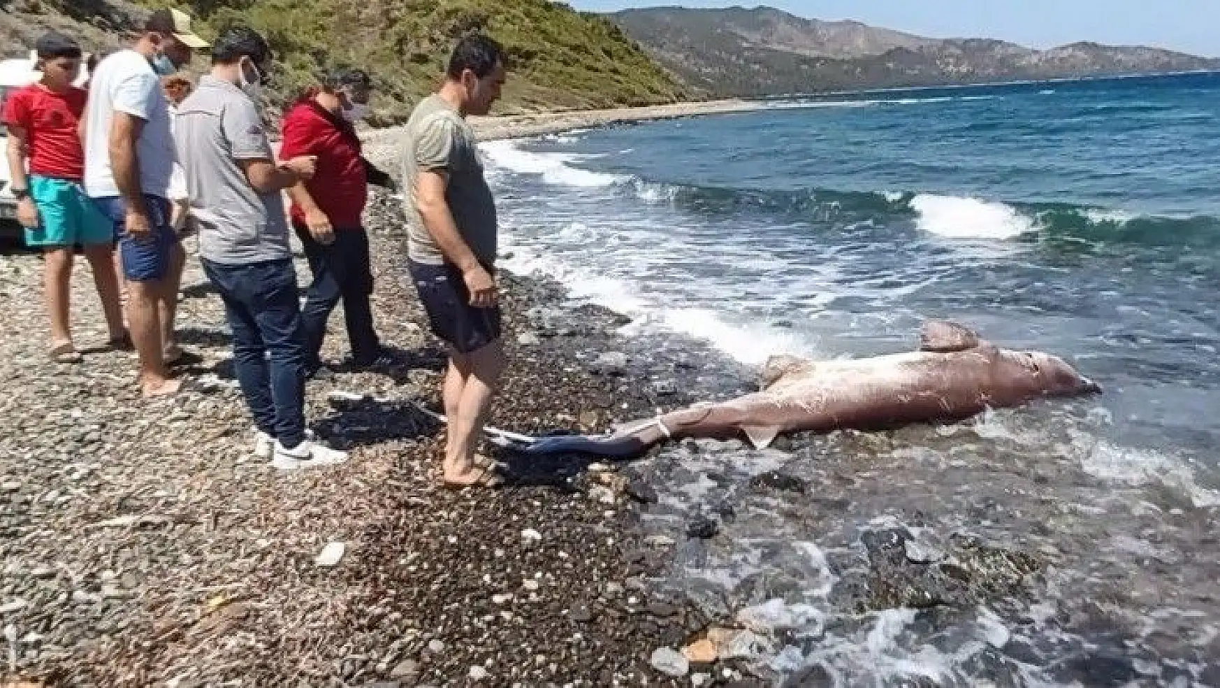 Dev köpekbalığı kıyıya vurdu