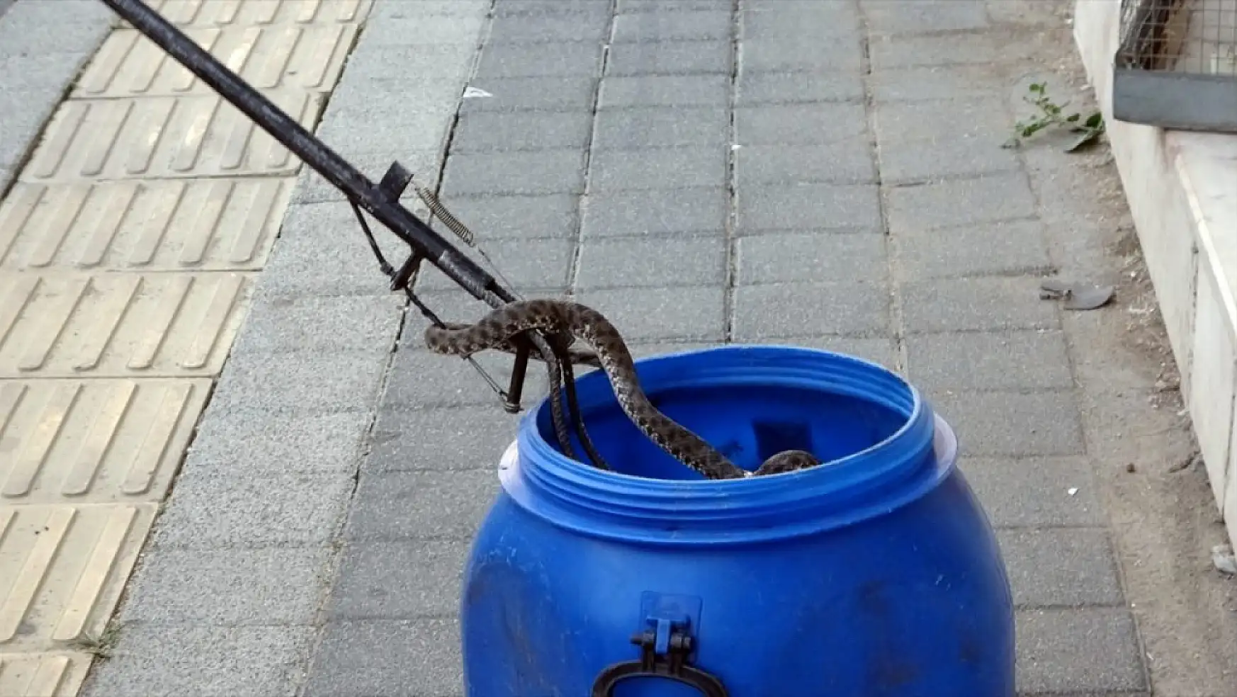 İş yerinde bulunan yılan doğal yaşam alanına bırakıldı