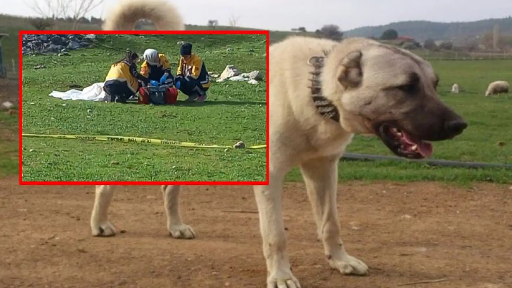 Kadir ziyaretinde dehşet Çoban köpekleri 82 yaşındaki kadını hayattan kopardı