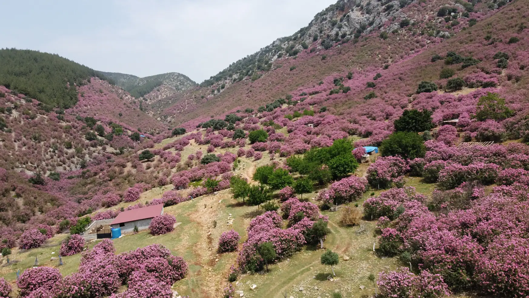 Kozan Dağları Zakkumların Çiçek Açmasıyla Pembeye Büründü