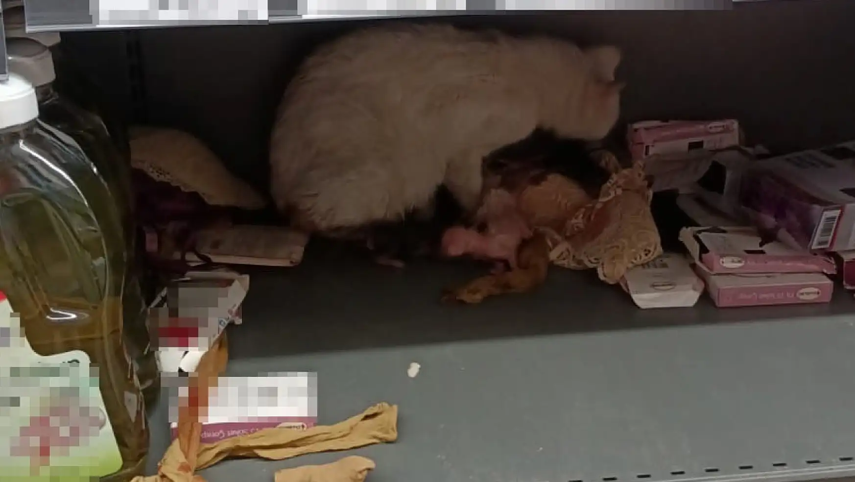 Markette doğum yapan kedi görenleri hayrete düşürdü