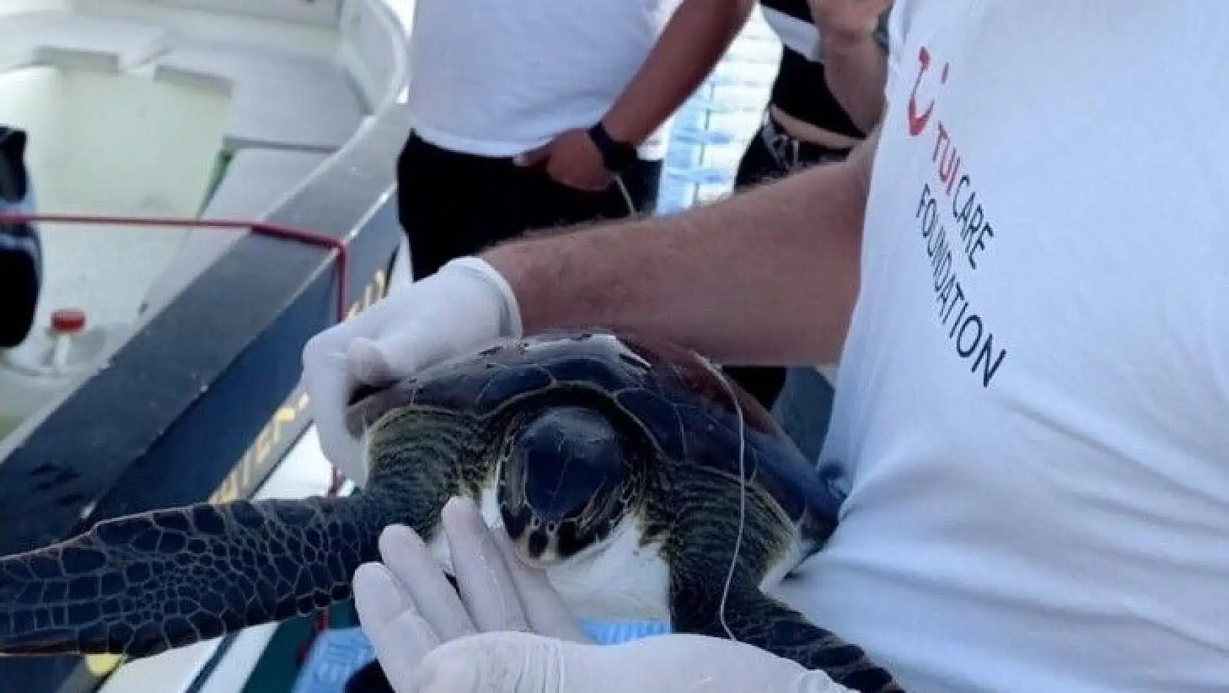 Misina yutan Yeşil Deniz kaplumbağası DEKAMER'e teslim edildi