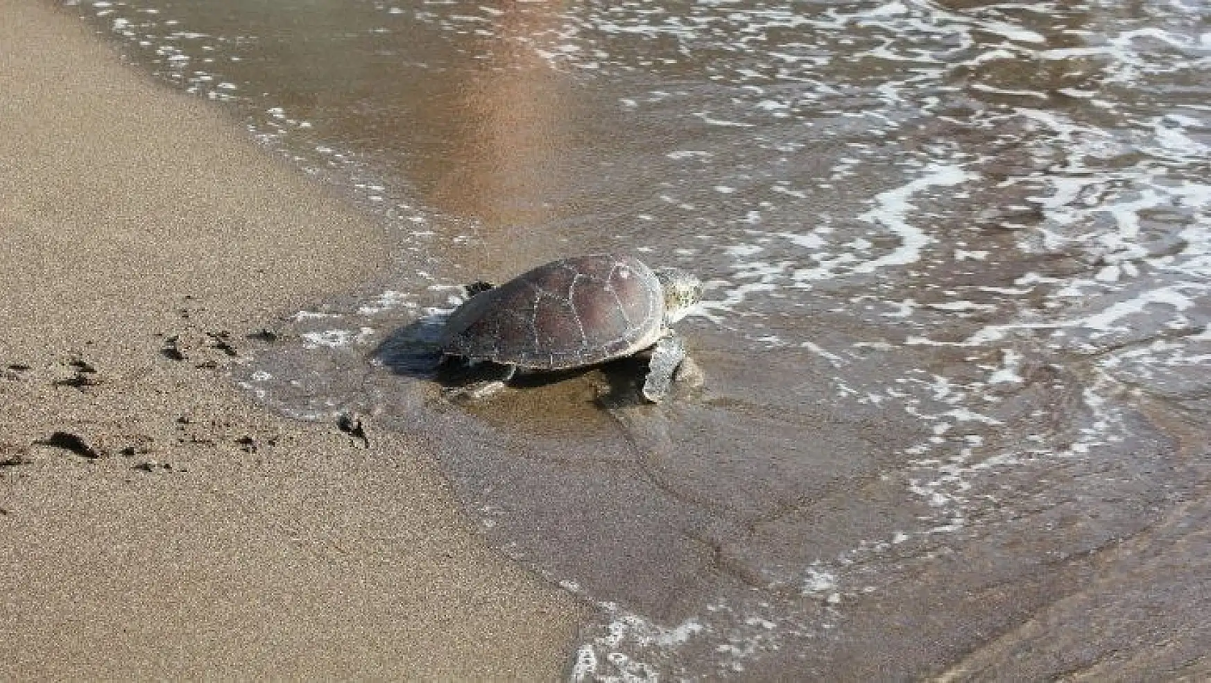 Muğla'da tedavisi tamamlanan deniz kaplumbağaları doğal ortamına kavuştu