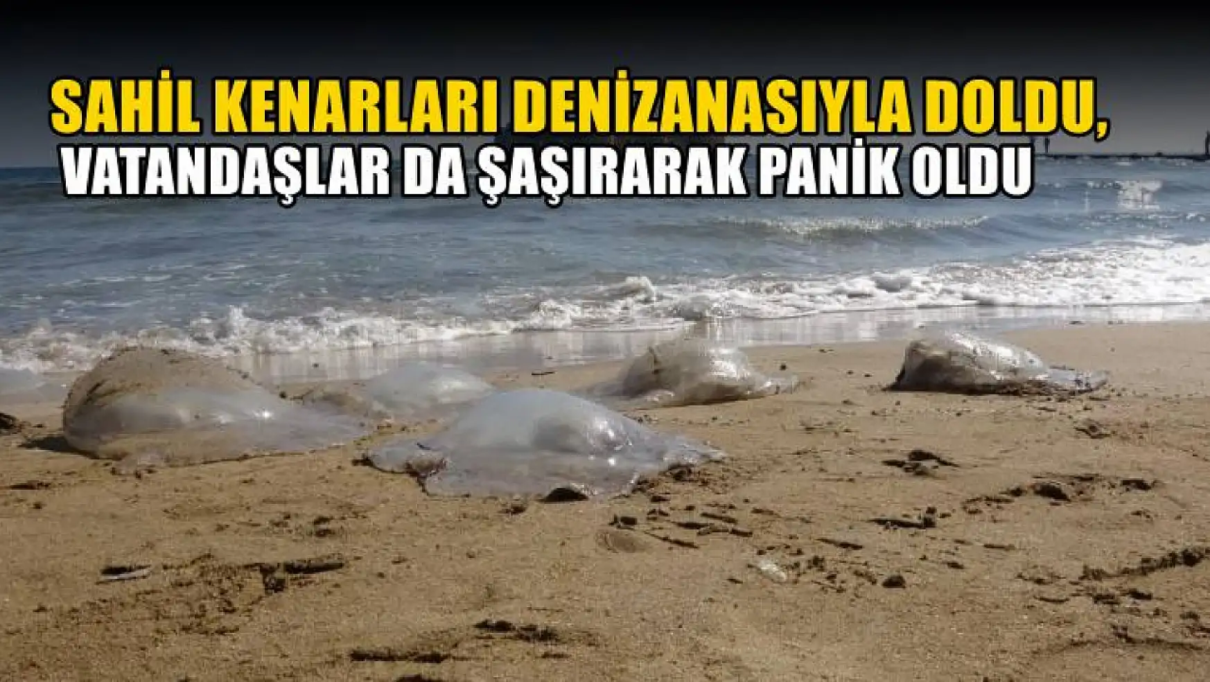 Sahil kenarları denizanasıyla doldu, vatandaşlar da şaşırarak panik oldu