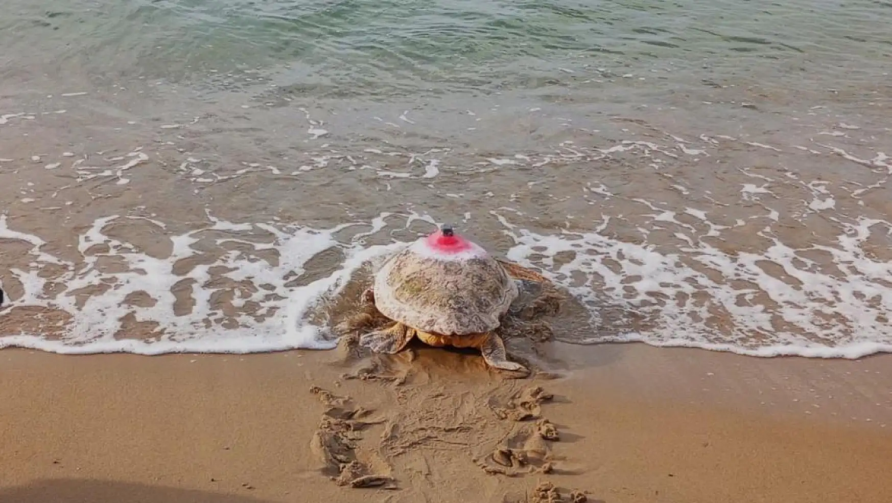 Uydu takip cihazı takılan deniz kaplumbağası, Ege Denizi'ni çok sevdi