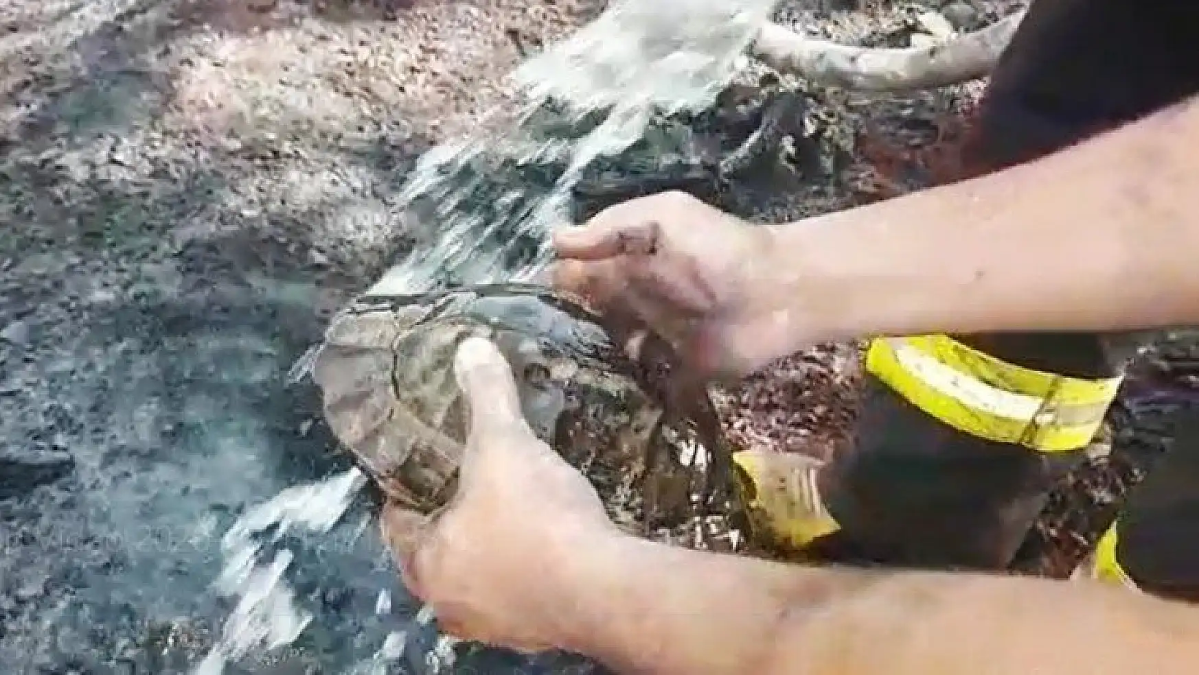 Yangın ortasında kalan kaplumbağayı itfaiyeciler kurtardı