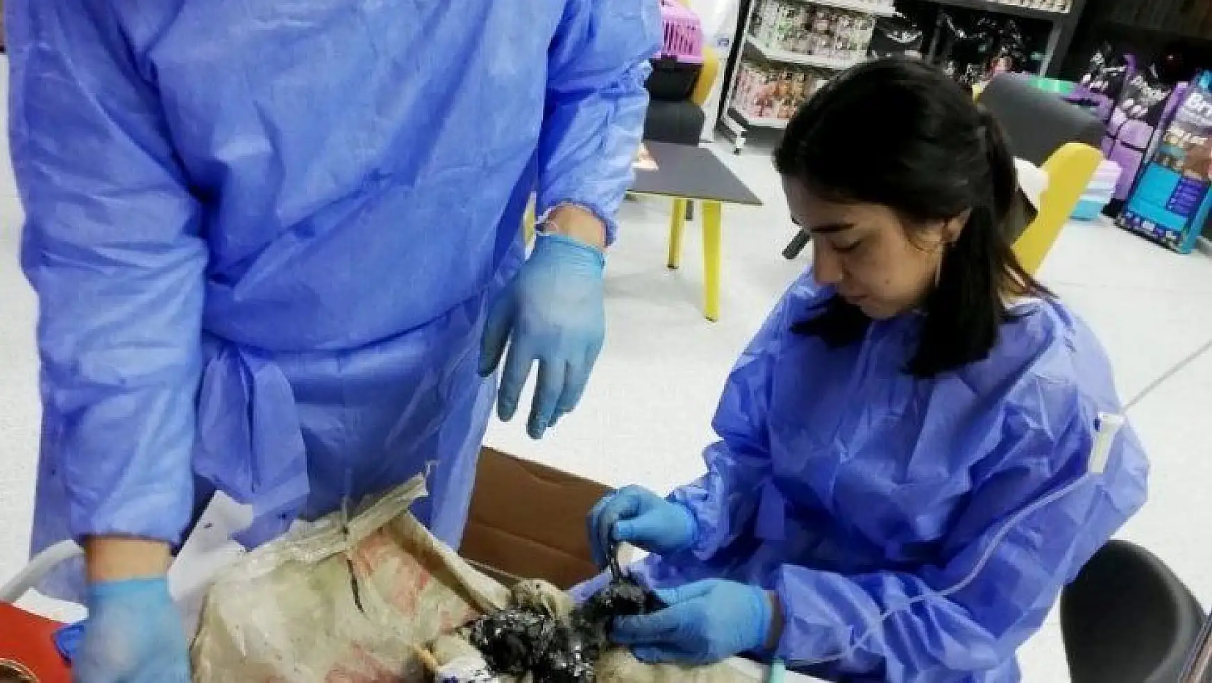 Ziftten kurtarılan kaplumbağalardan biri öldü, köpek ve diğerlerinin tedavisi sürüyor