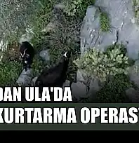 AFAD'dan Ula'da keçi kurtarma operasyonu