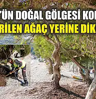 Akbük'ün Doğal Gölgesi Korundu: Devrilen Ağaç Yerine Dikildi