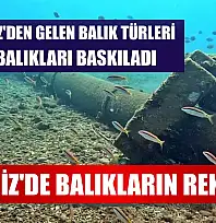 Akdeniz'de balıkların rekabeti: Kızıldeniz'den gelen balık türleri, yerli balıkları baskıladı