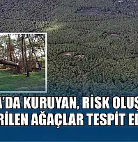 Akyaka'da kuruyan, risk oluşturan ve devrilen ağaçlar tespit ediliyor