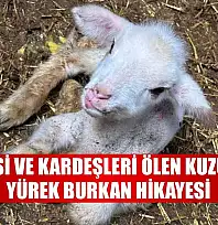 Annesi ve kardeşleri ölen kuzunun yürek burkan hikayesi